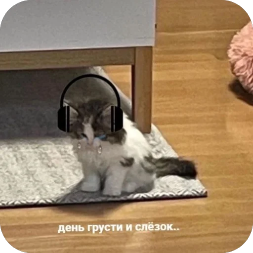 😭 Стикер «котячьи пикчи» для Telegram