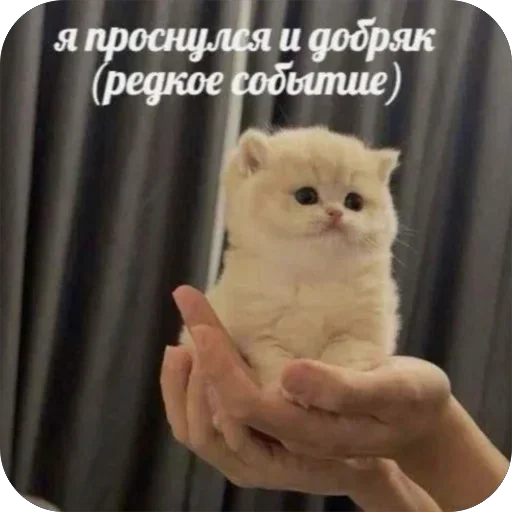 🔥 Стикер «котячьи пикчи» для Telegram