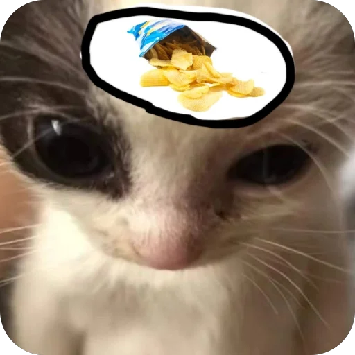 🍟 Стикер «котячьи пикчи» для Telegram