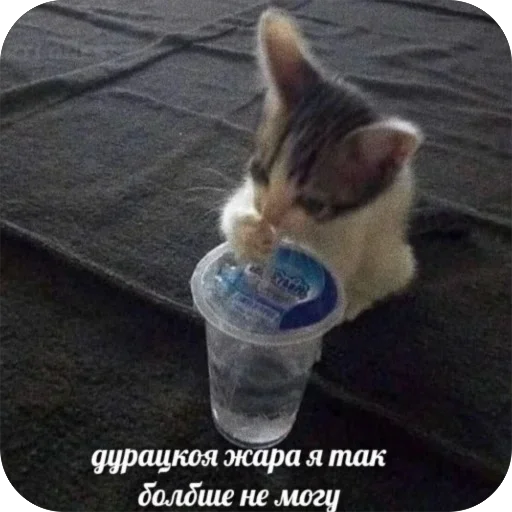 🔥 Стикер «котячьи пикчи» для Telegram