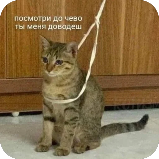 😭 Стикер «котячьи пикчи» для Telegram