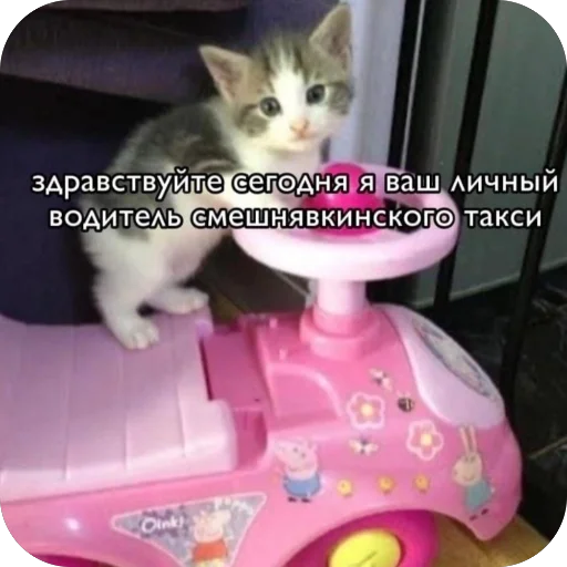 🔥 Стикер «котячьи пикчи» для Telegram