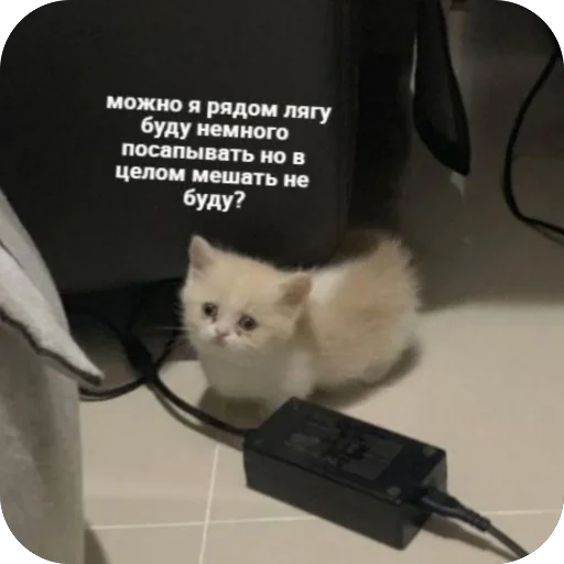 ☺️ Стикер «котячьи пикчи» для Telegram