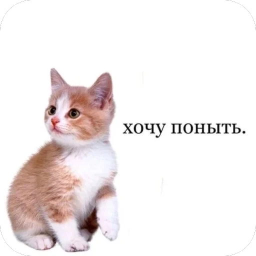 👍 Стикер «котячьи пикчи» для Telegram