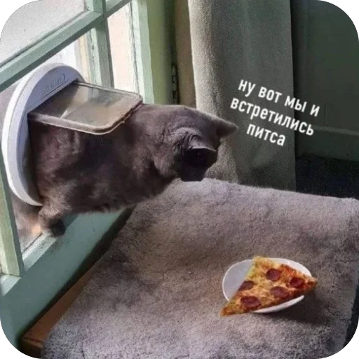 🍕 Стикер «котячьи пикчи» для Telegram
