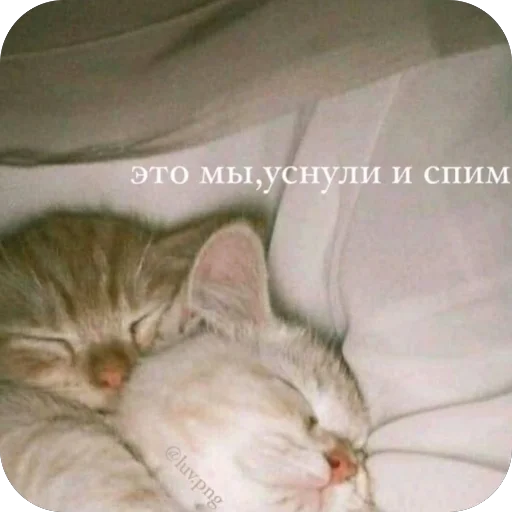 🐱 Стикер «котячьи пикчи» для Telegram