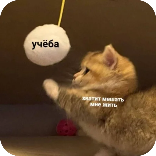 😢 Стикер «котячьи пикчи» для Telegram