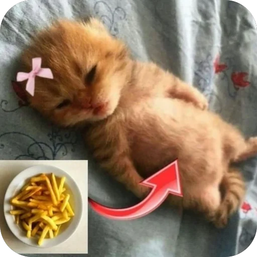 🍟 Стикер «котячьи пикчи» для Telegram