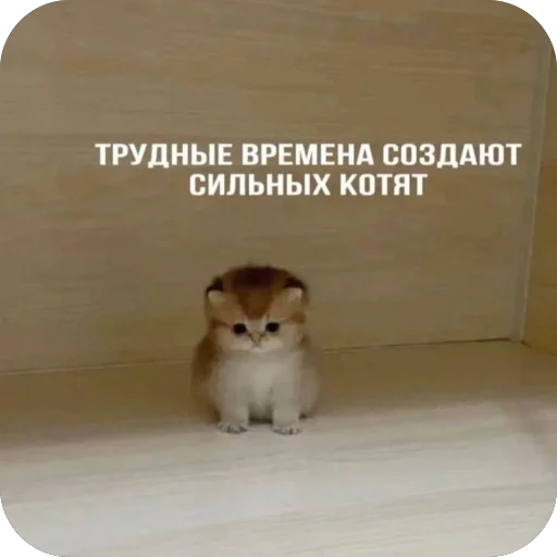 🥰 Стикер «котячьи пикчи» для Telegram