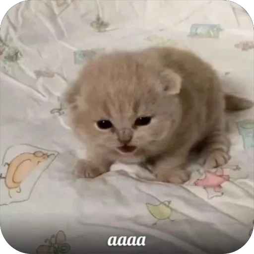 😡 Стикер «котячьи пикчи» для Telegram