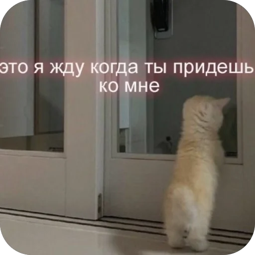 🥰 Стикер «котячьи пикчи» для Telegram