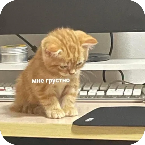😞 Стикер «котячьи пикчи» для Telegram