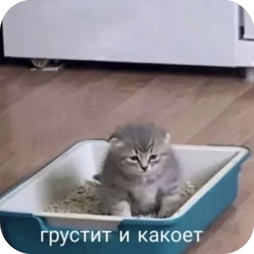 😓 Стикер «котячьи пикчи» для Telegram
