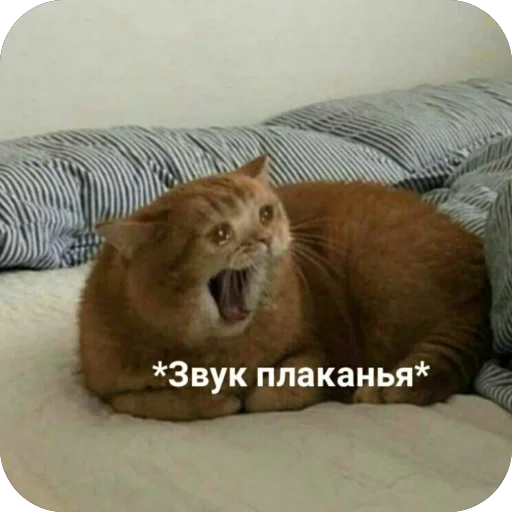 😭 Стикер «котячьи пикчи» для Telegram