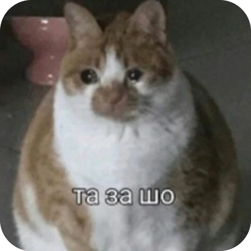😰 Стикер «котячьи пикчи» для Telegram
