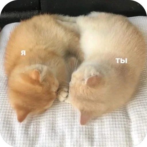🥰 Стикер «котячьи пикчи» для Telegram