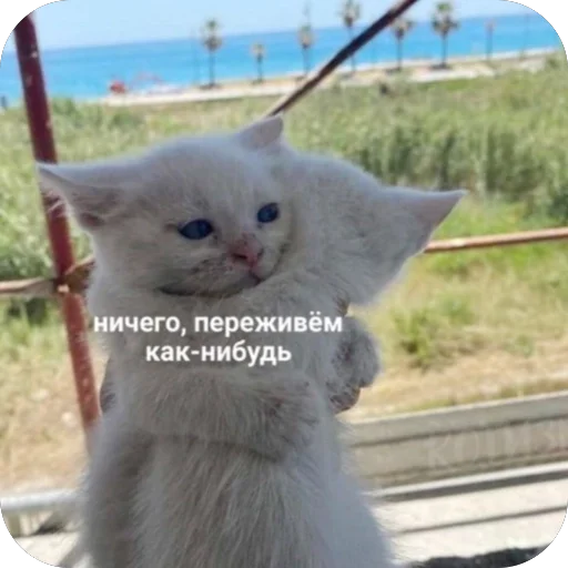 🥰 Стикер «котячьи пикчи» для Telegram