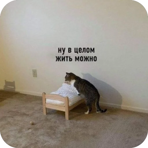 🛏 Стикер «котячьи пикчи» для Telegram