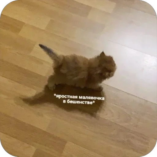 😤 Стикер «котячьи пикчи» для Telegram