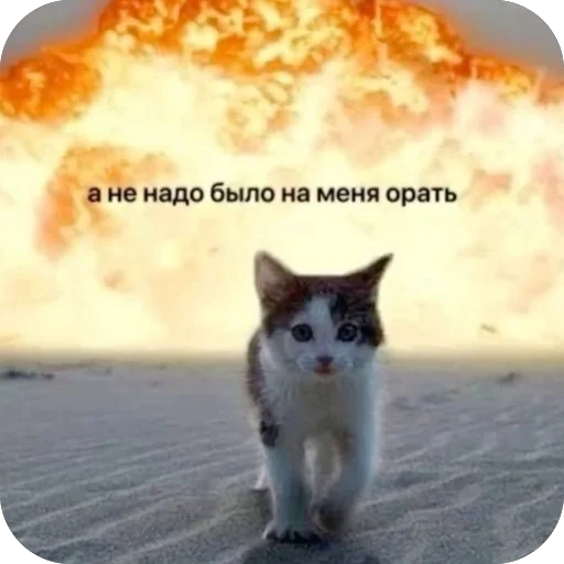 🔥 Стикер «котячьи пикчи» для Telegram