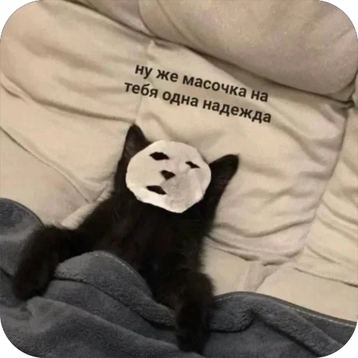 😁 Стикер «котячьи пикчи» для Telegram