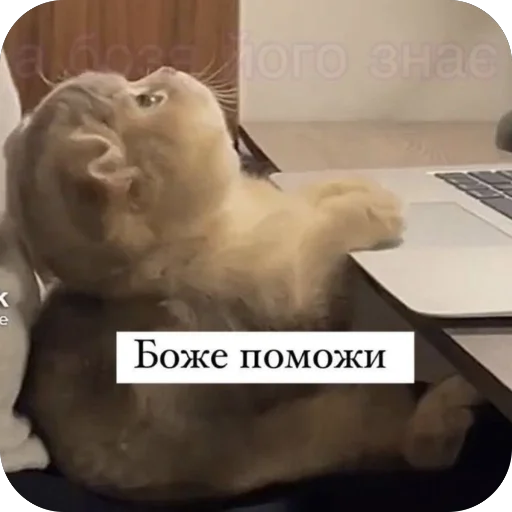 🙏 Стикер «котячьи пикчи» для Telegram