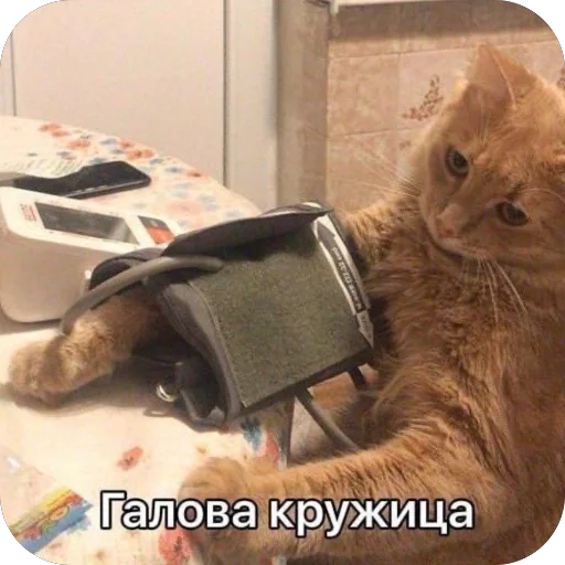 💊 Стикер «котячьи пикчи» для Telegram