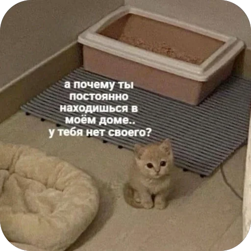 🧐 Стикер «котячьи пикчи» для Telegram