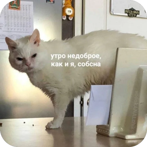 😠 Стикер «котячьи пикчи» для Telegram