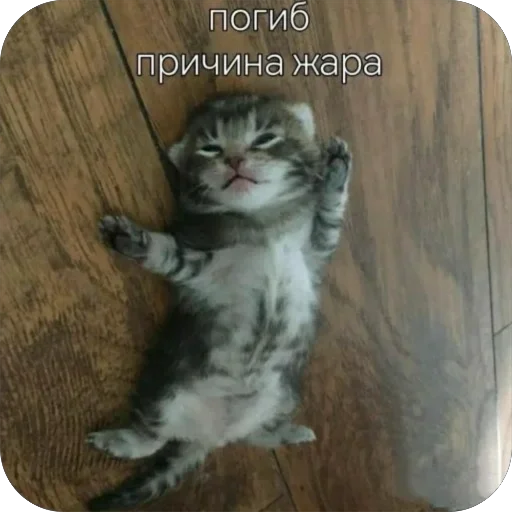 😥 Стикер «котячьи пикчи» для Telegram