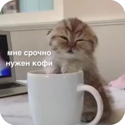 ☕️ Стикер «котячьи пикчи» для Telegram