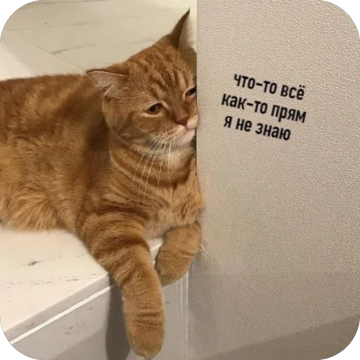 🥺 Стикер «котячьи пикчи» для Telegram