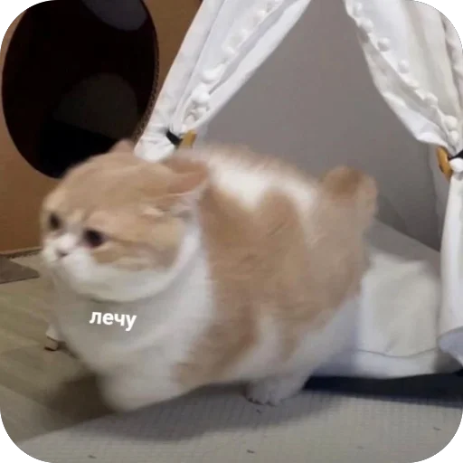 🔥 Стикер «котячьи пикчи» для Telegram