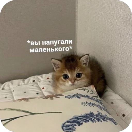 🥺 Стикер «котячьи пикчи» для Telegram