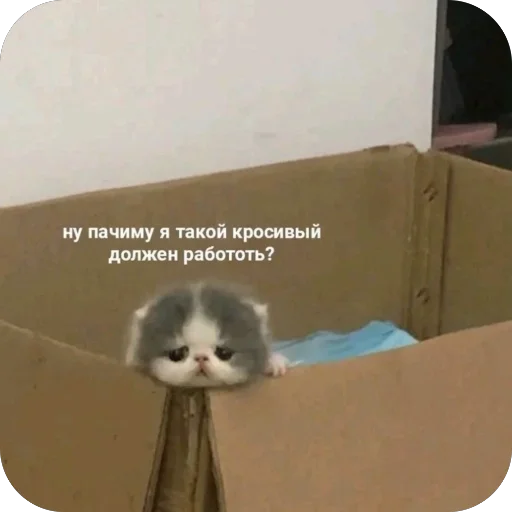 😢 Стикер «котячьи пикчи» для Telegram
