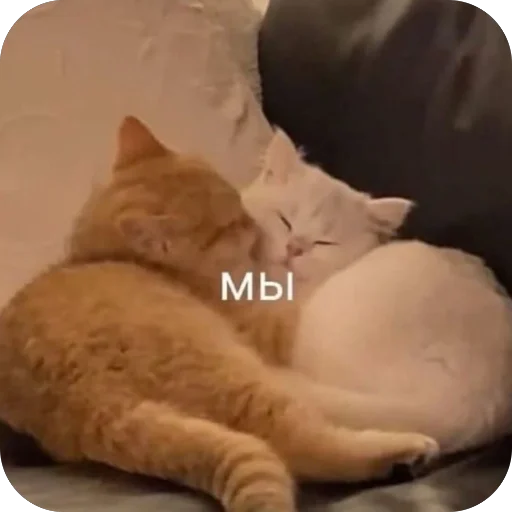 🥰 Стикер «котячьи пикчи» для Telegram