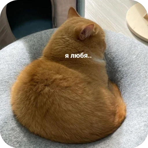 🥰 Стикер «котячьи пикчи» для Telegram