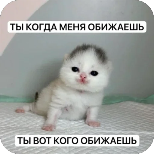 😭 Стикер «котячьи пикчи» для Telegram