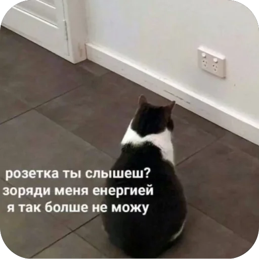 😩 Стикер «котячьи пикчи» для Telegram