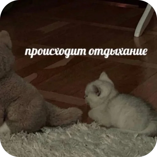 🥰 Стикер «котячьи пикчи» для Telegram