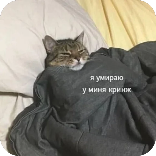 🐱 Стикер «котячьи пикчи» для Telegram