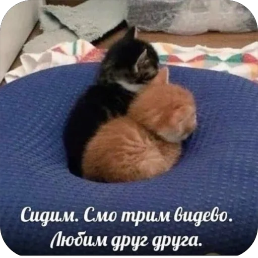 🥰 Стикер «котячьи пикчи» для Telegram