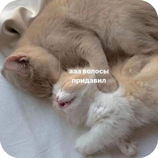 🥰 Стикер «котячьи пикчи» для Telegram