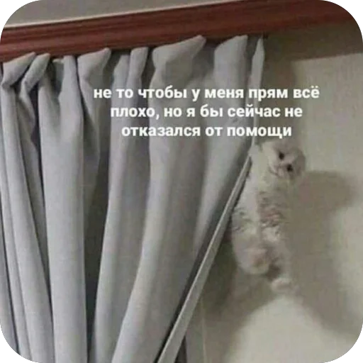 😅 Стикер «котячьи пикчи» для Telegram