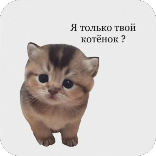 Стикерпак котячьи пикчи для Telegram