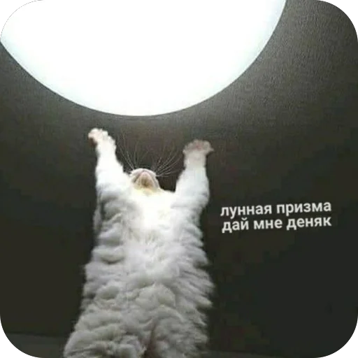 💸 Стикер «котячьи пикчи» для Telegram