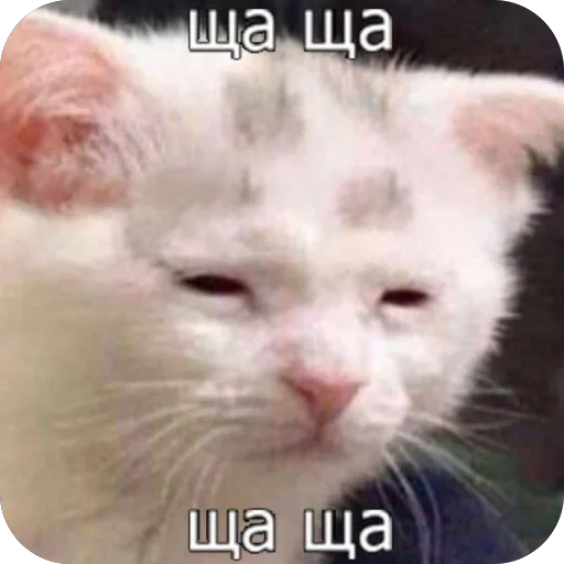 😒 Стикер «котячьи пикчи» для Telegram