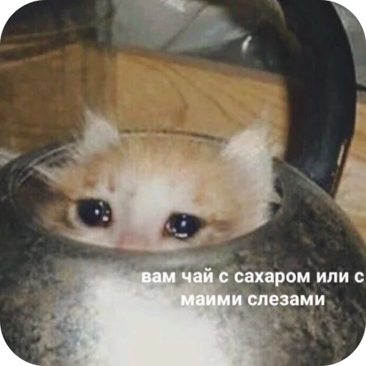 😭 Стикер «котячьи пикчи» для Telegram