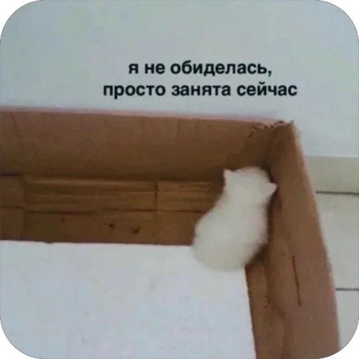 🥺 Стикер «котячьи пикчи» для Telegram
