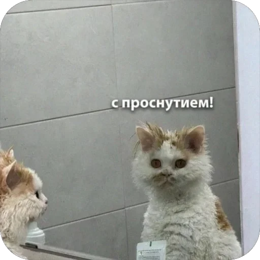 👍 Стикер «котячьи пикчи» для Telegram